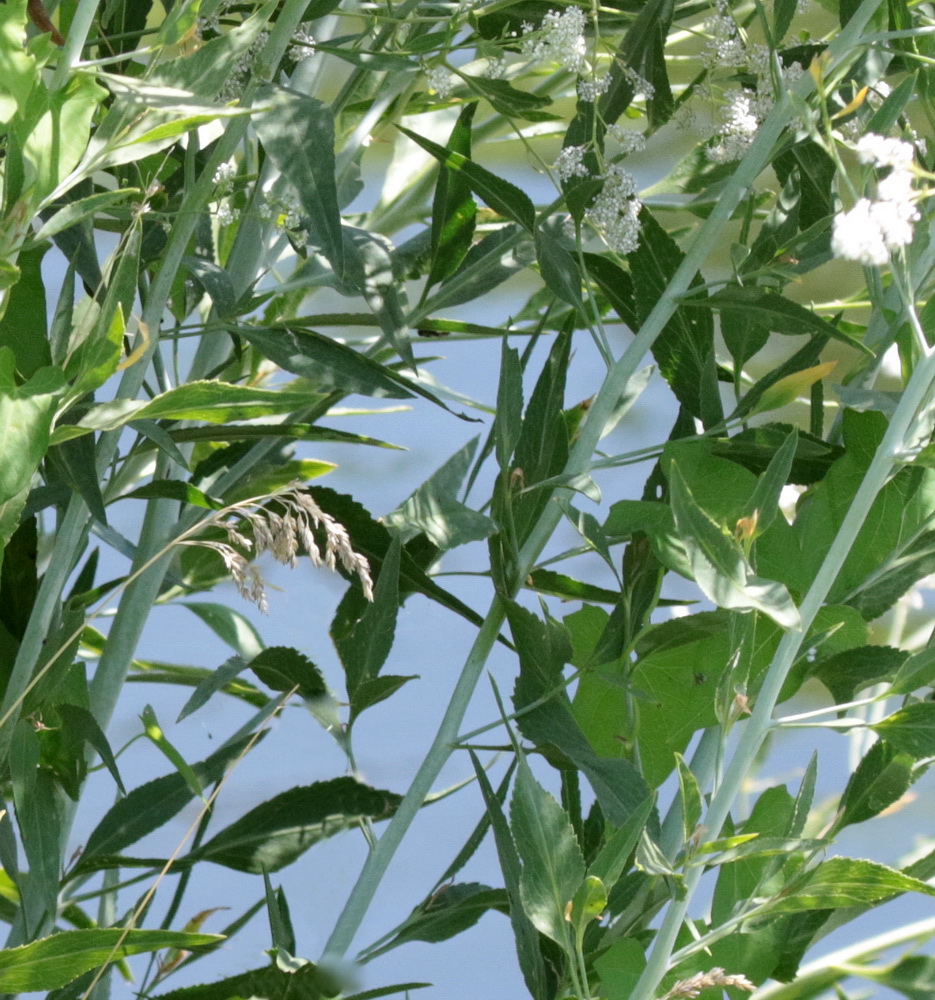 Изображение особи Lepidium latifolium.