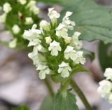 Prunella laciniata