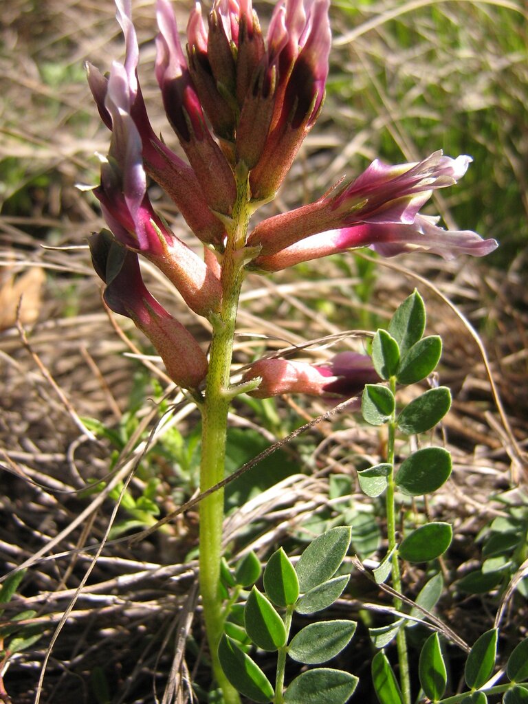 Изображение особи Astragalus spruneri.