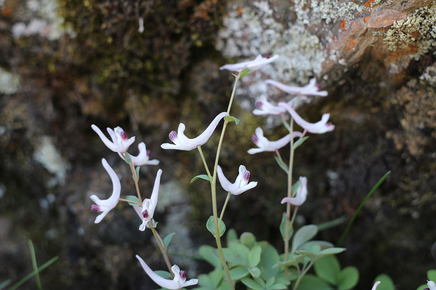 Image of Corydalis ruksansii specimen.