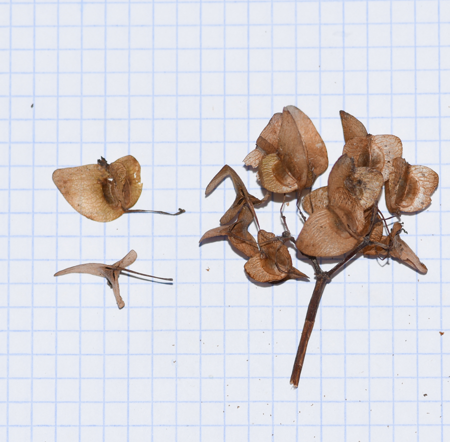 Image of genus Begonia specimen.