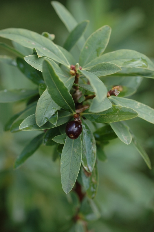 Image of Daphne altaica specimen.