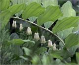 Polygonatum multiflorum