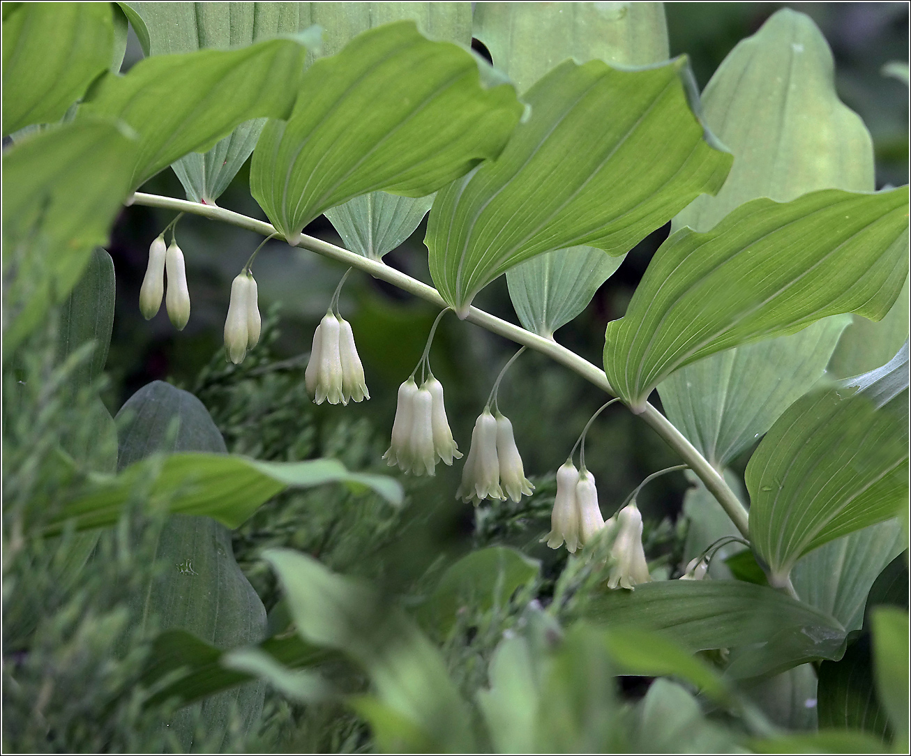 Image of Polygonatum multiflorum specimen.