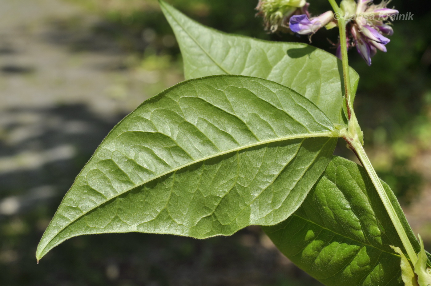 Image of Vicia ohwiana specimen.