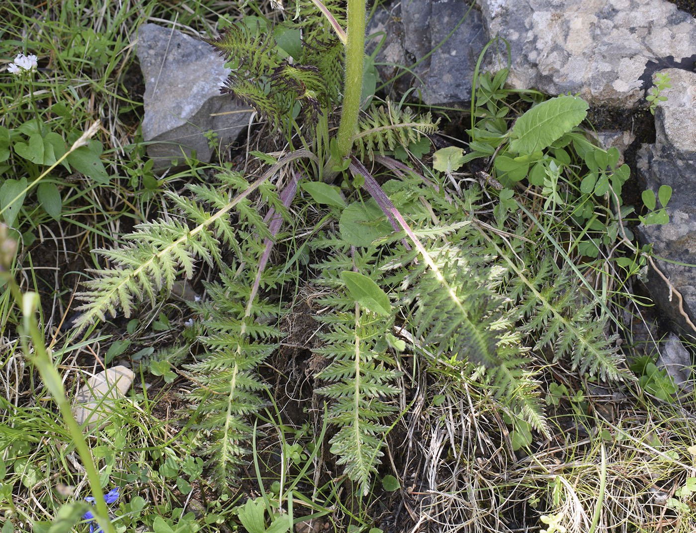 Изображение особи Pedicularis foliosa.