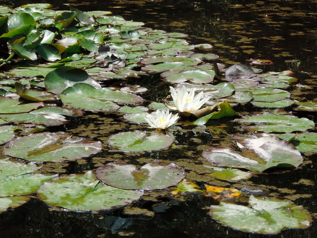 Изображение особи Nymphaea alba.