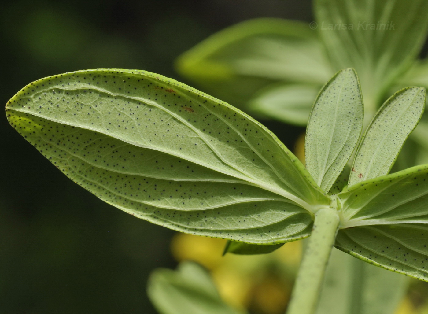 Изображение особи Hypericum attenuatum.