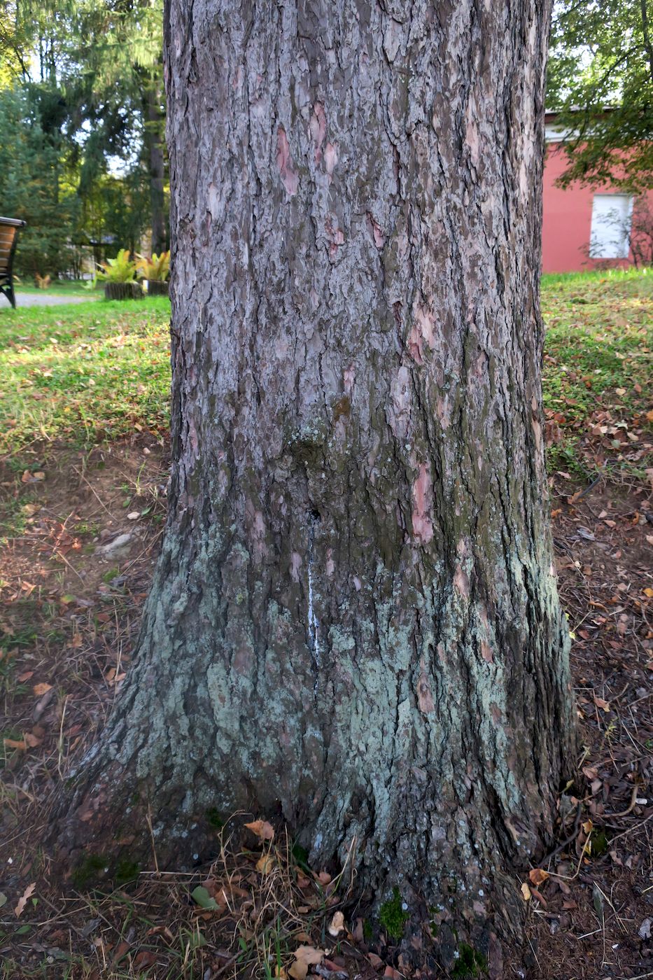 Image of Larix sibirica specimen.