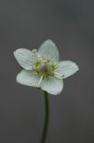 Image of taxon representative. Author is Владимир Эпиктетов
