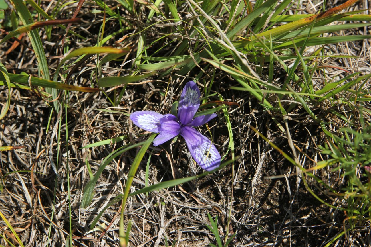 Изображение особи Iris ruthenica.