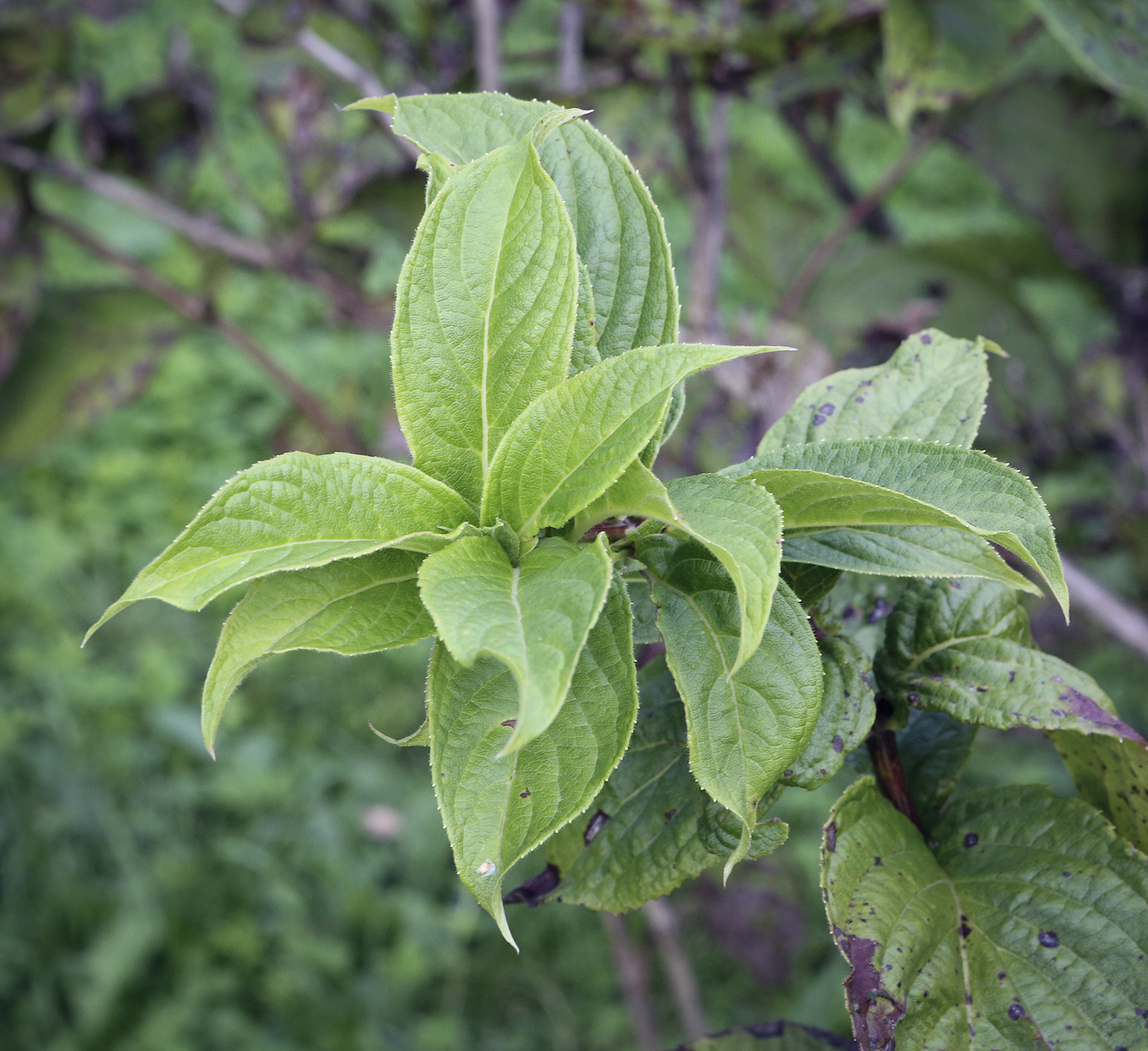 Image of Weigela middendorffiana specimen.