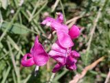 Lathyrus tuberosus. Цветки. Крым, Белогорский р-н, окр. с. Белая Скала, степь у подножия г. Ак-Кая. 19.07.2021.