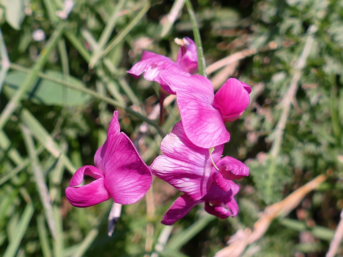 Image of Lathyrus tuberosus specimen.