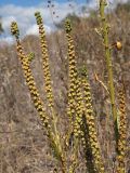 Reseda luteola. Верхняя часть плодоносящего растения, соплодия. Республика Крым, Алуштинский р-н, окр, с. Малореченское, горный склон, обочина грунтовой дороги. 04.09.2021.