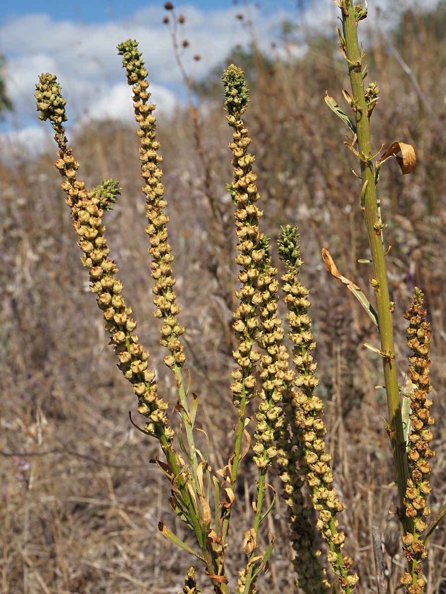 Image of Reseda luteola specimen.