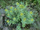 Rhodiola rosea. Отцветшее растение. Хабаровск, Ульяновская 60, в культуре. 28.05.2017.