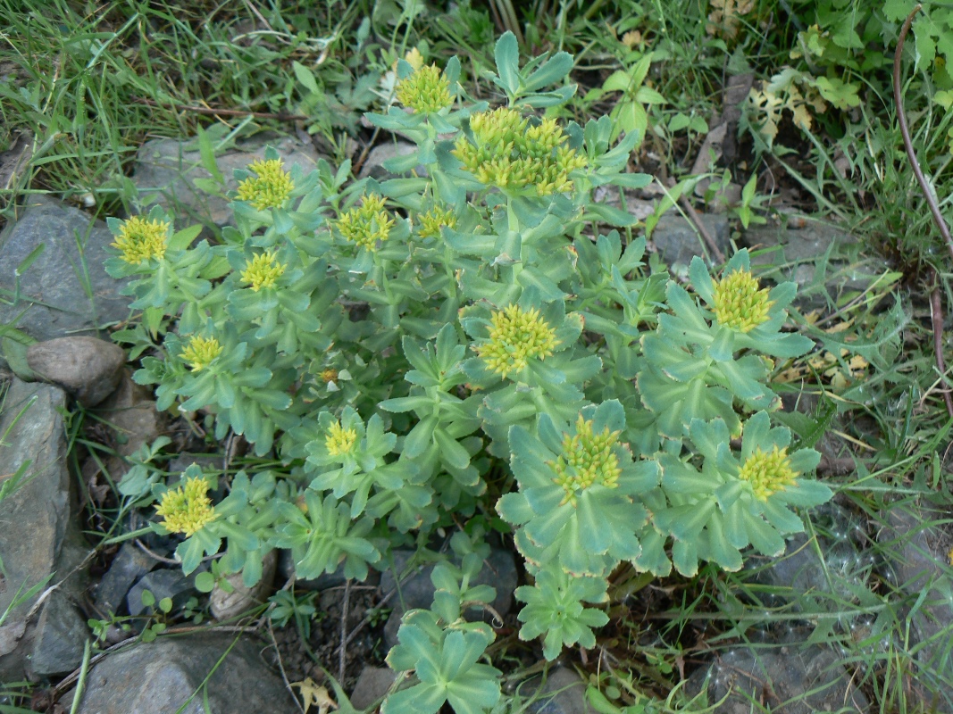 Image of Rhodiola rosea specimen.