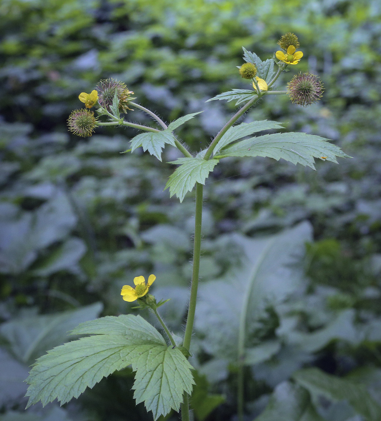 Image of Geum macrophyllum specimen.