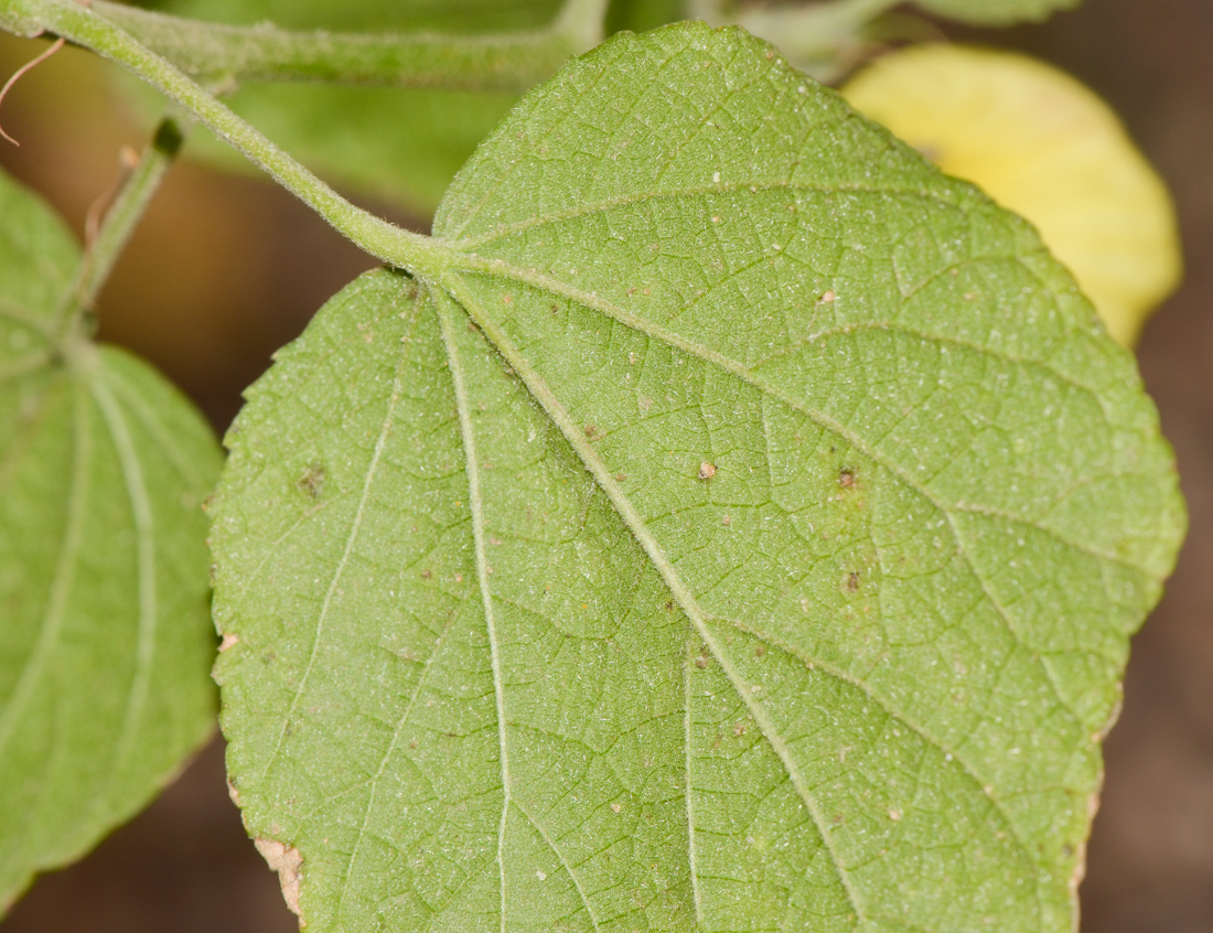 Image of Hibiscus calyphyllus specimen.