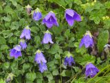 Campanula argunensis
