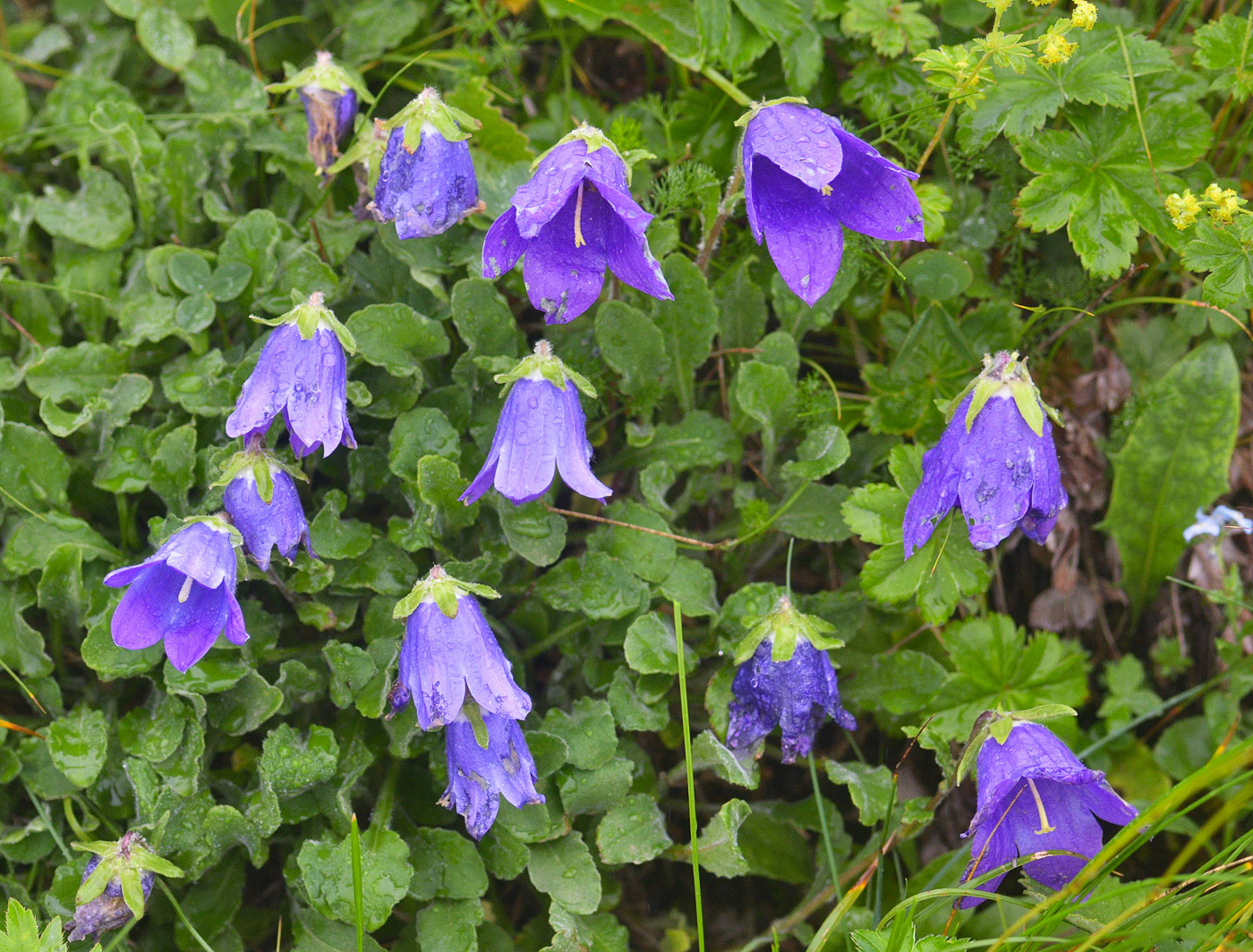 Изображение особи Campanula argunensis.