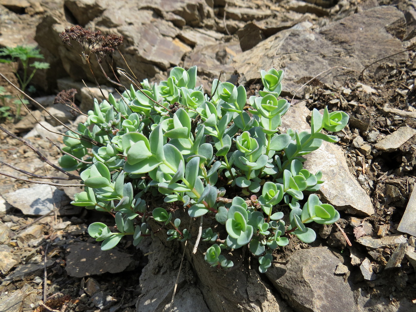 Изображение особи Hylotelephium ewersii.