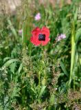 Papaver hybridum