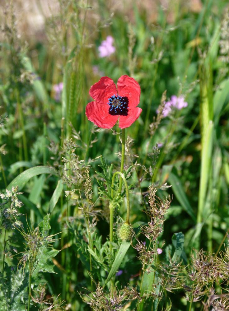 Изображение особи Papaver hybridum.