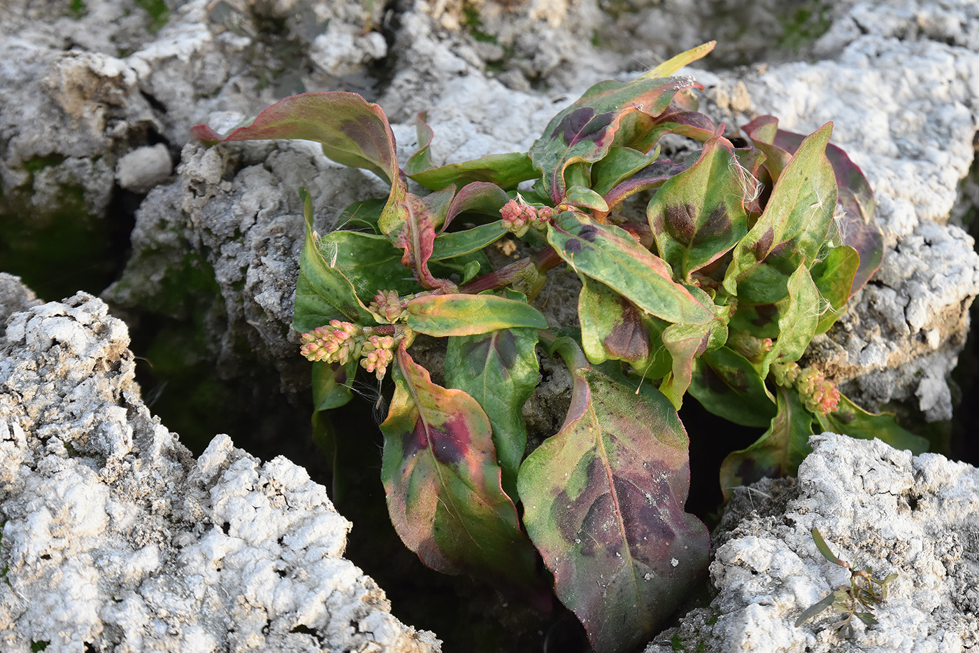 Изображение особи род Persicaria.