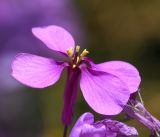 Moricandia moricandioides