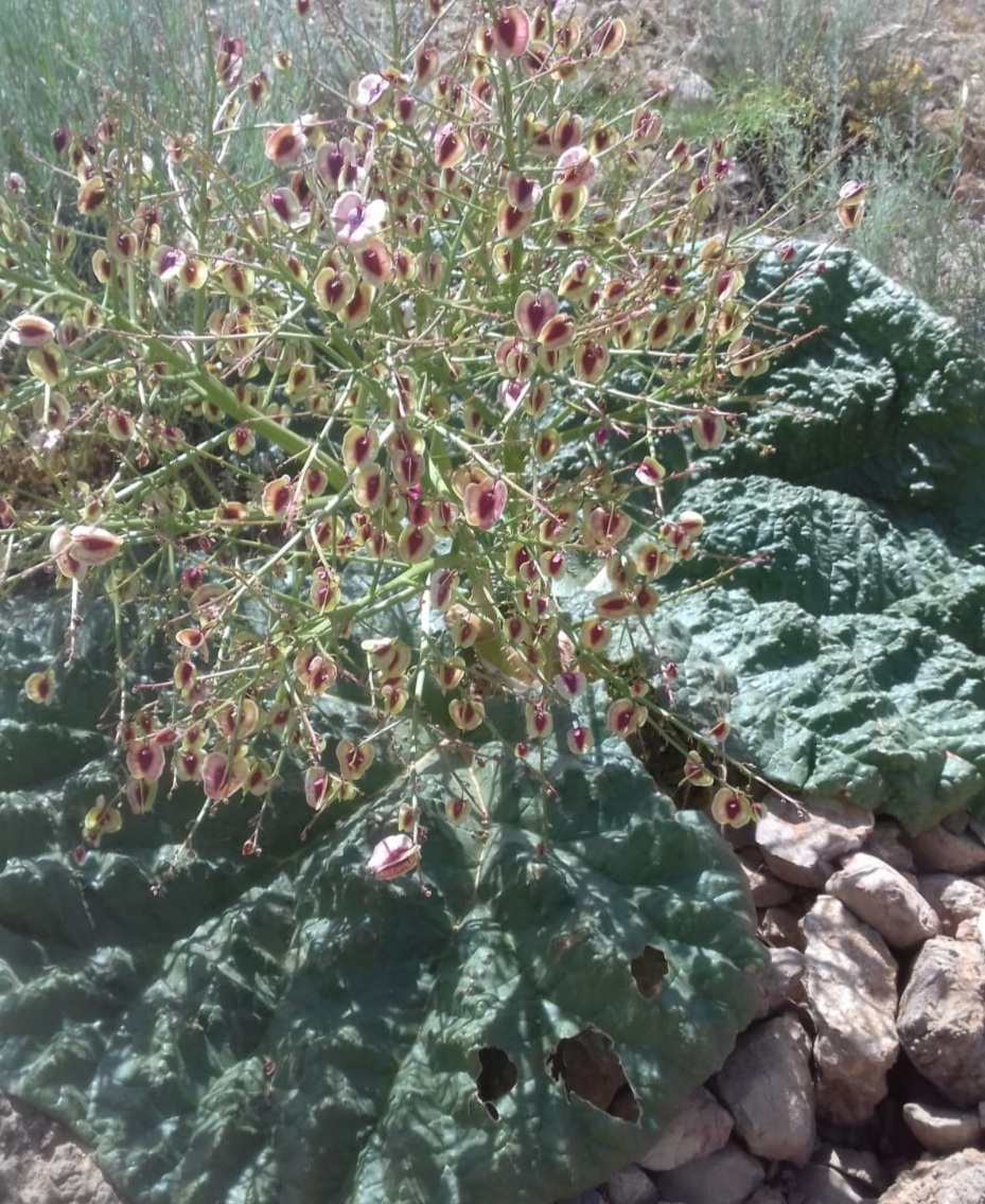 Image of Rheum ribes specimen.