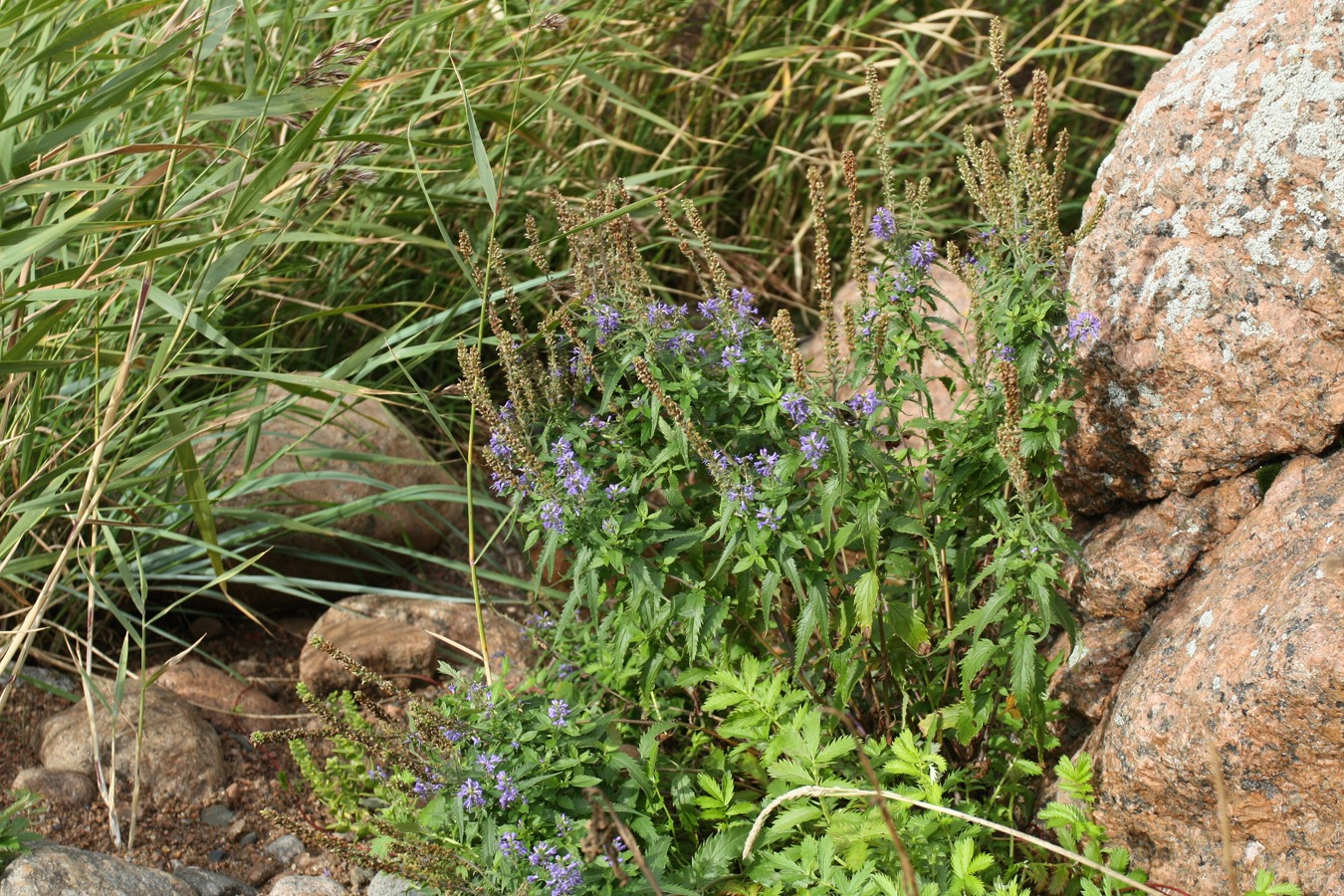 Image of Veronica longifolia specimen.