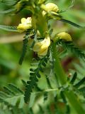 Pedicularis incarnata