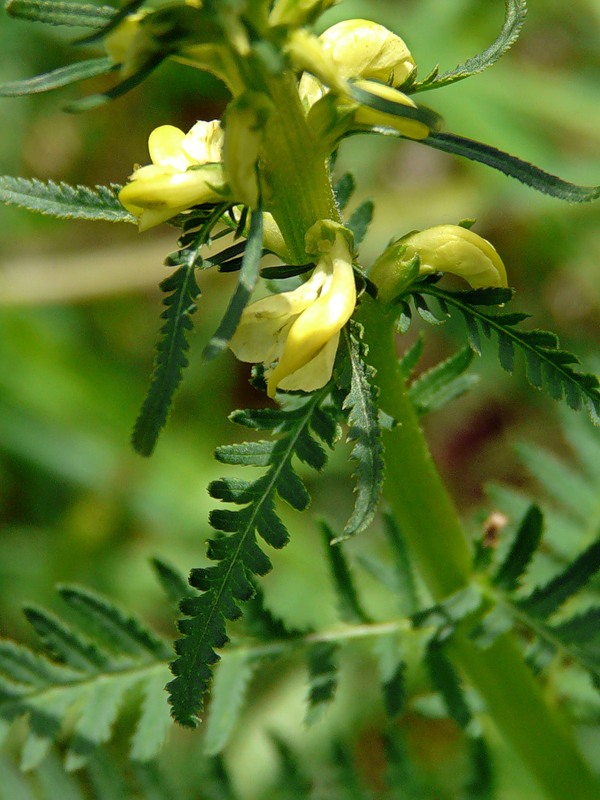 Изображение особи Pedicularis incarnata.