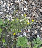 Grindelia squarrosa