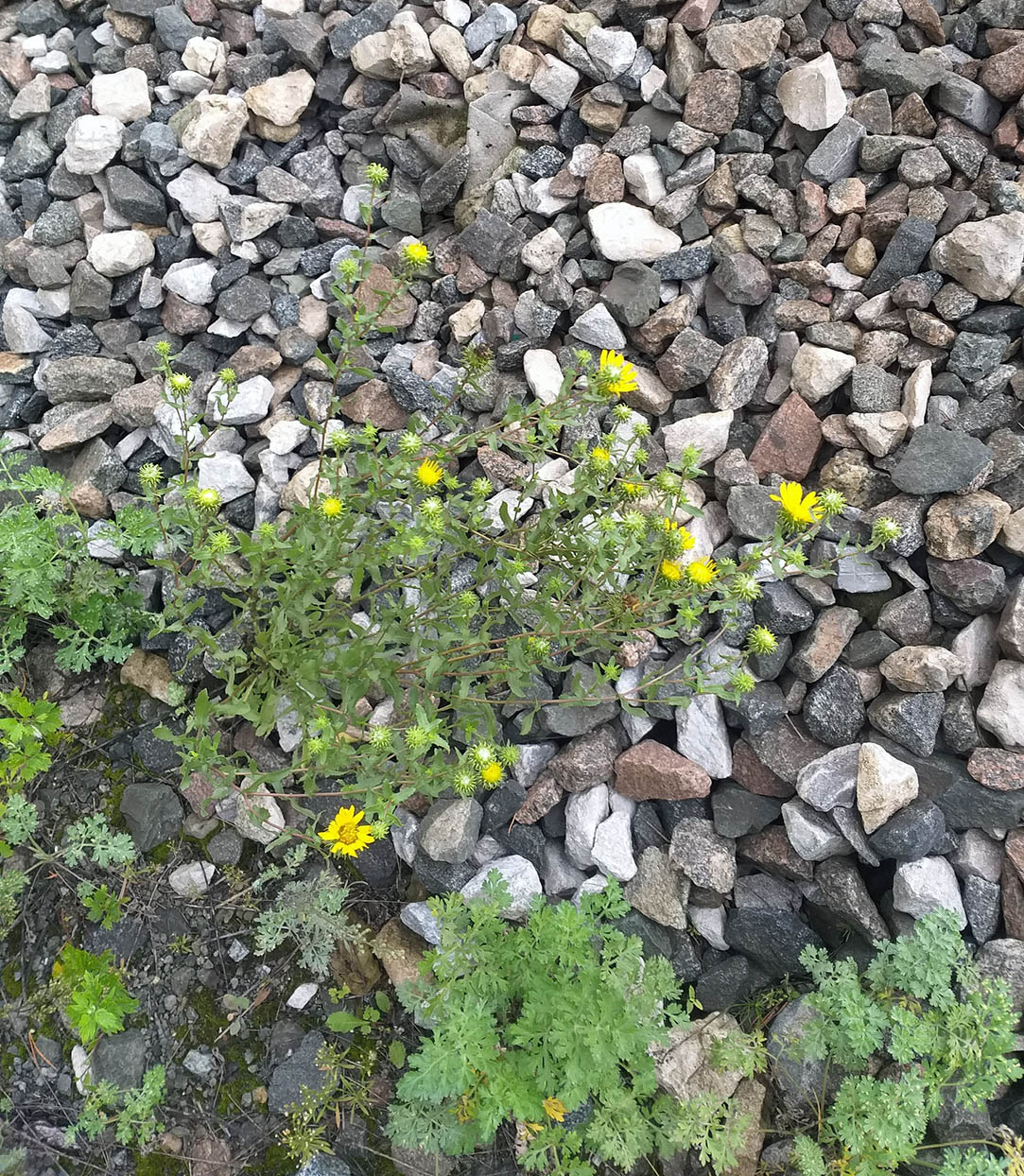 Image of Grindelia squarrosa specimen.