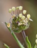 Plantago afra. Соцветие. Испания, автономное сообщество Каталония, провинция Жирона, комарка Баш Эмпорда, муниципалитет Тороэлья-де-Монгри, плато Монтанья Гран, расчищенная гаррига. 27.04.2022.