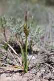 Carex liparocarpos