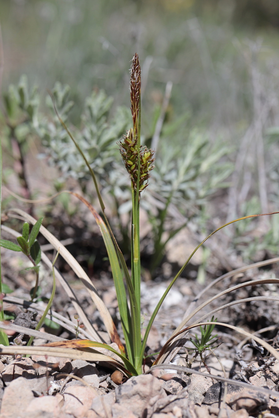 Изображение особи Carex liparocarpos.