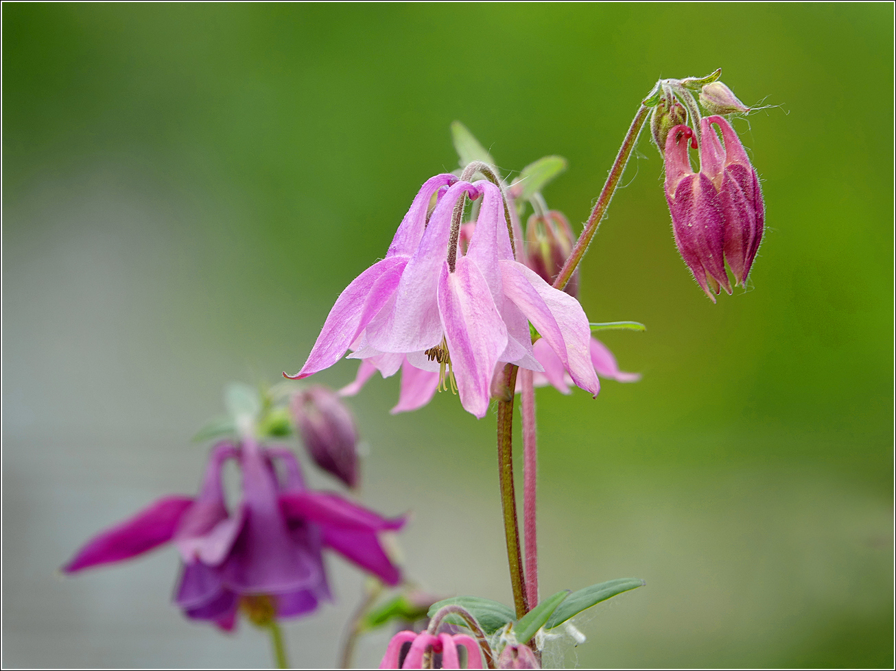 Изображение особи Aquilegia vulgaris.