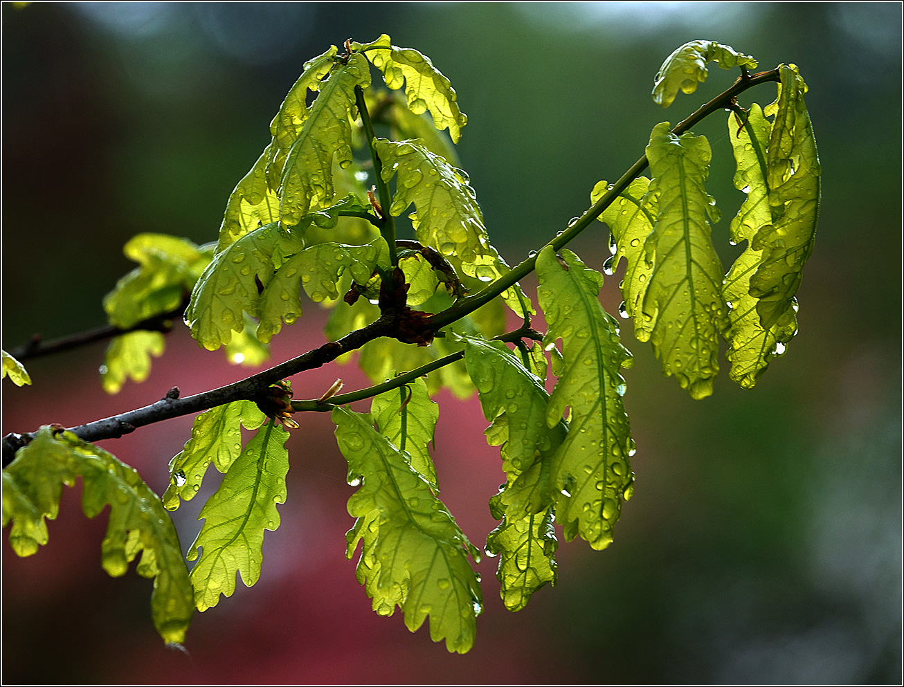 Изображение особи Quercus robur.