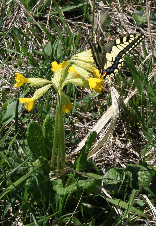 Изображение особи Primula macrocalyx.