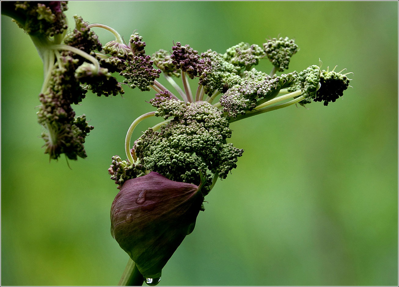 Image of Angelica sylvestris specimen.