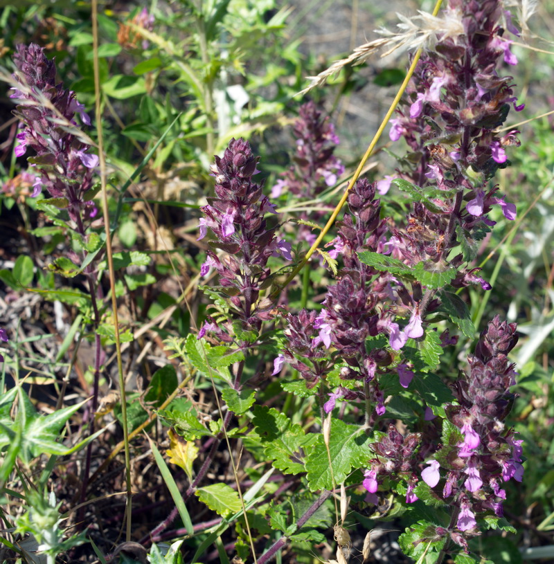 Изображение особи Teucrium chamaedrys.