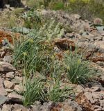 Allium eriocoleum