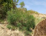 Amorpha fruticosa. Плодоносящее растение на склоне дюны. Болгария, Бургасская обл., г. Несебр, Южный пляж. 14.09.2021.
