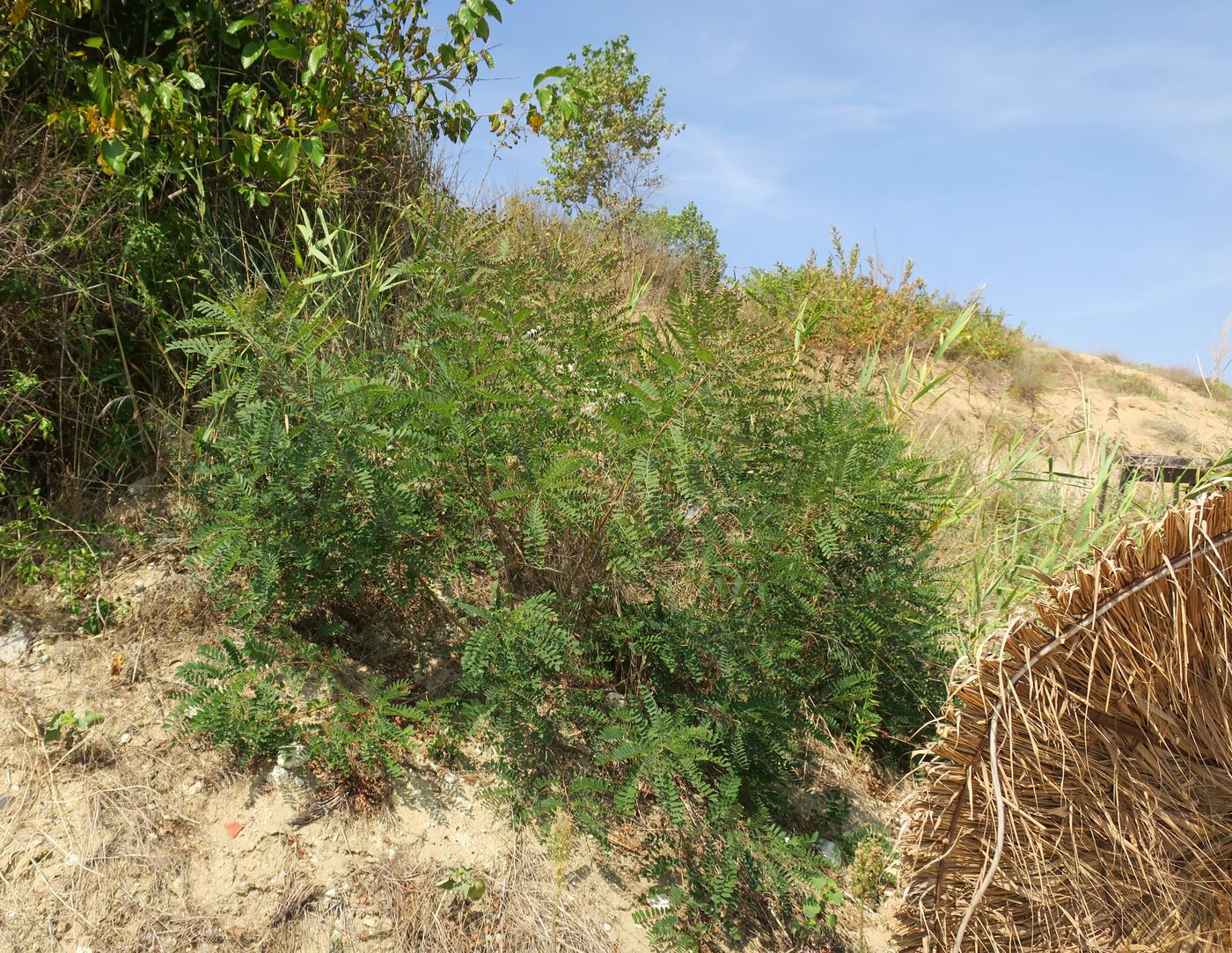 Изображение особи Amorpha fruticosa.