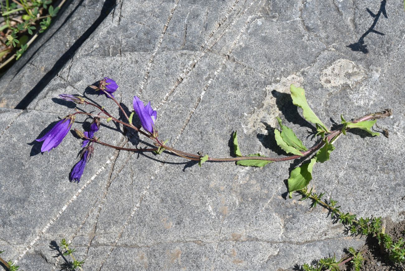 Изображение особи Campanula hohenackeri.