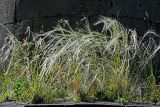 Stipa